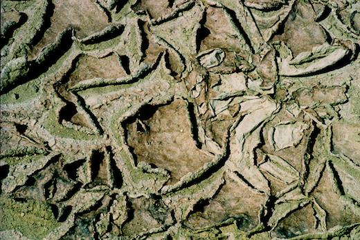 “Pursued” 11 x 14 matted/framed or 16 x 24 framed $300 